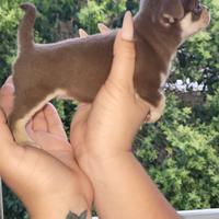 Cuccioli puri di Chihuahua