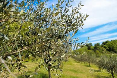 Uliveto 4,5 ettari