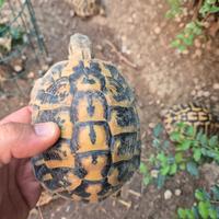 Testudo hermanni