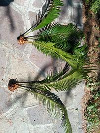 Bulbi di Cycas