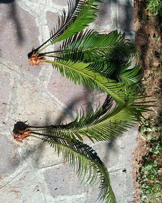 Bulbi di Cycas