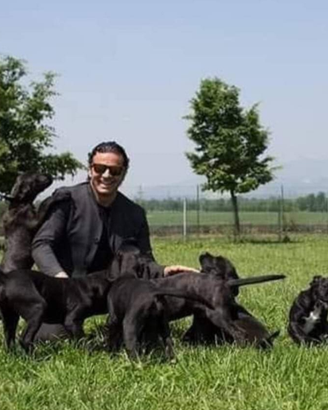 Cane corso