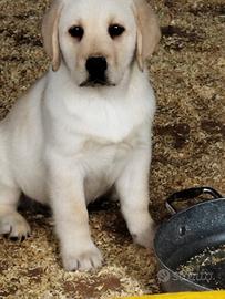 Labrador retriever cuccili maschi miele 3 mesi