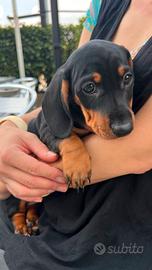 Cucciolo Maschio Bassotto Nano
