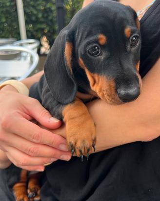 Cucciolo Maschio Bassotto Nano