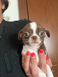 Chihuahua