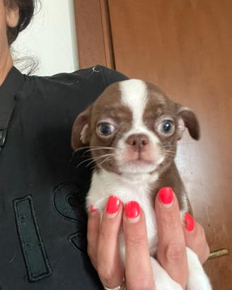 Chihuahua