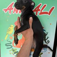 Pinscher toy