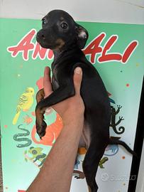 Pinscher toy