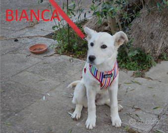 Bianca e' stata ADOTTATA