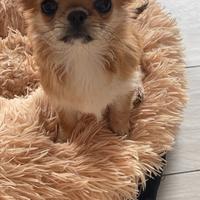 Chihuahua Taglia mini