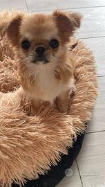 Chihuahua Taglia mini