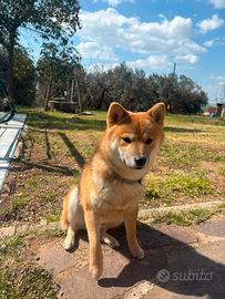 Maschio Shiba inu disponibile per accoppiamento