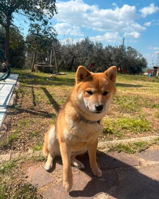 Maschio Shiba inu disponibile per accoppiamento