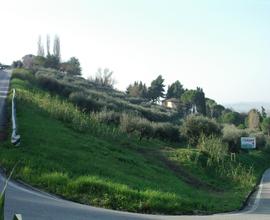 Uliveto con 350 ulivi