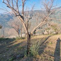 Terreno tutto Uliveto di 1800 metri a San Giorgio