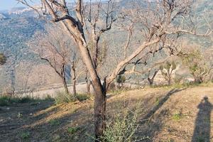 Terreno tutto Uliveto di 1800 metri a San Giorgio