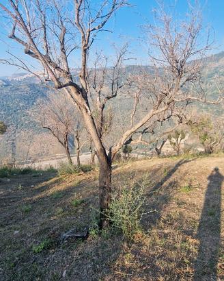 Terreno tutto Uliveto di 1800 metri a San Giorgio