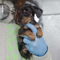 Bassotto Arlecchino kaniken