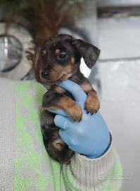 Bassotto Arlecchino kaniken