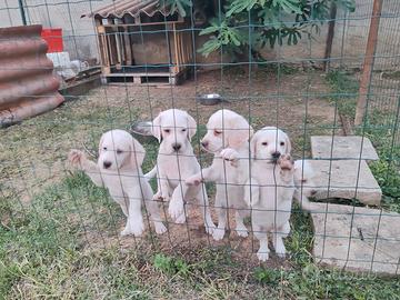 Cuccioli da tartufo