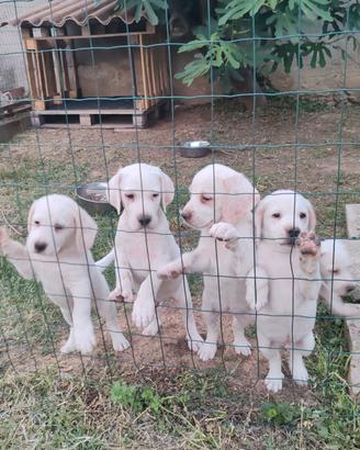 Cuccioli da tartufo