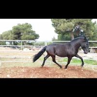 Cavallo murgese