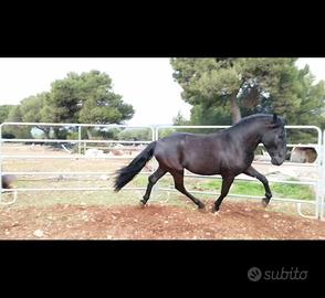 Cavallo murgese