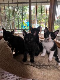 Regalasi gattini