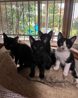 Regalasi gattini