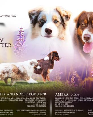 Cuccioli pastore australiano con pedigree
