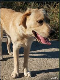 Labrador Retriever 4 anni sano e vaccinato