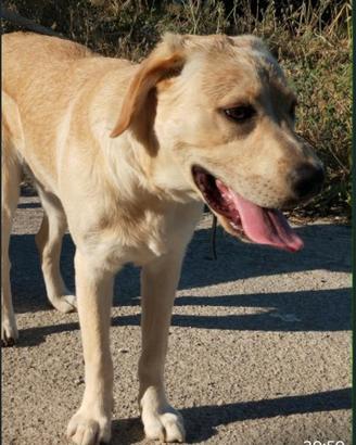 Labrador Retriever 4 anni sano e vaccinato