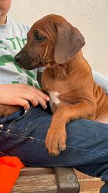 Stupendi cuccioli di razza Rhodesian Ridgeback