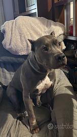 Dog o pet sitter