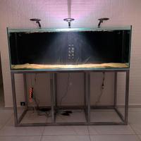 Acquario