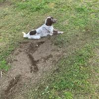 Setter inglese ,tre mesi