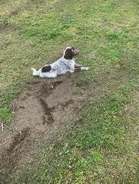 Setter inglese ,tre mesi