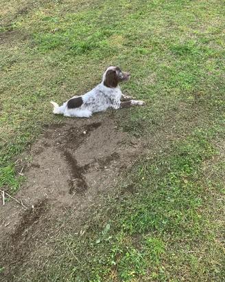 Setter inglese ,tre mesi