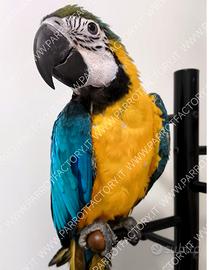 Ara ararauna allevato a mano