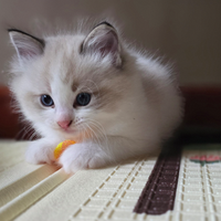 Cucciolo di Ragdoll