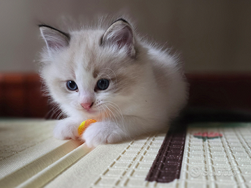 Cucciolo di Ragdoll