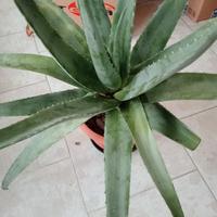 PIANTA ALOE VERA FIORI GIALLI 