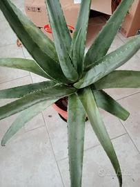 PIANTA ALOE VERA FIORI GIALLI 