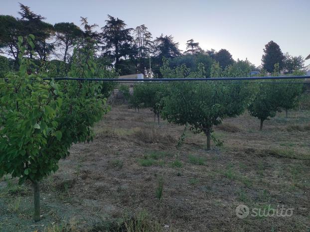 Terreno coltivato ad alberi da frutto