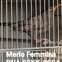 Merlo