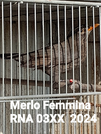 Merlo