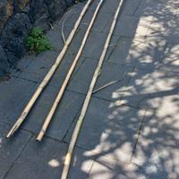 canne cannizzi per ortaggi o per ombreggiare