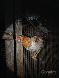 Gallo di araucana