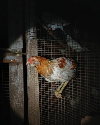 Gallo di araucana